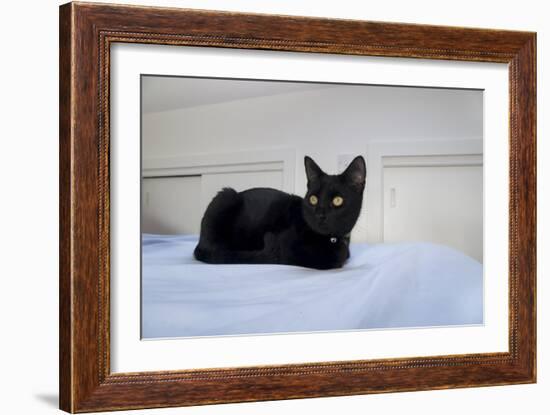 Kitten Black-Charles Bowman-Framed Photographic Print