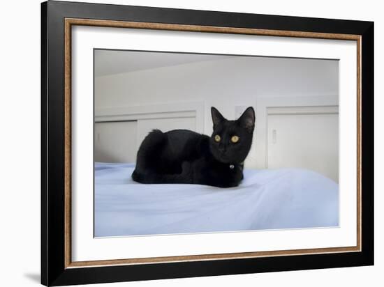 Kitten Black-Charles Bowman-Framed Photographic Print