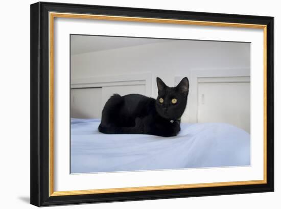 Kitten Black-Charles Bowman-Framed Photographic Print