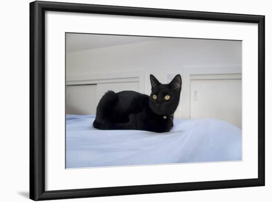 Kitten Black-Charles Bowman-Framed Photographic Print