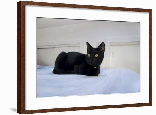 Kitten Black-Charles Bowman-Framed Photographic Print