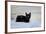 Kitten Black-Charles Bowman-Framed Photographic Print