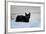 Kitten Black-Charles Bowman-Framed Photographic Print
