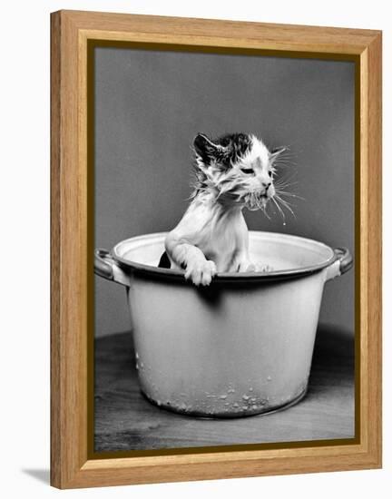 Kitten Emerging from Pot of Milk after Falling into It-Nina Leen-Framed Premier Image Canvas