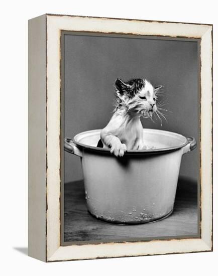 Kitten Emerging from Pot of Milk after Falling into It-Nina Leen-Framed Premier Image Canvas