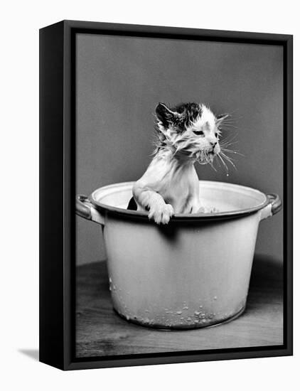 Kitten Emerging from Pot of Milk after Falling into It-Nina Leen-Framed Premier Image Canvas