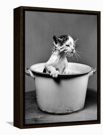 Kitten Emerging from Pot of Milk after Falling into It-Nina Leen-Framed Premier Image Canvas