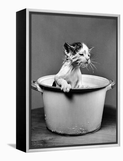 Kitten Emerging from Pot of Milk after Falling into It-Nina Leen-Framed Premier Image Canvas