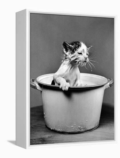 Kitten Emerging from Pot of Milk after Falling into It-Nina Leen-Framed Premier Image Canvas