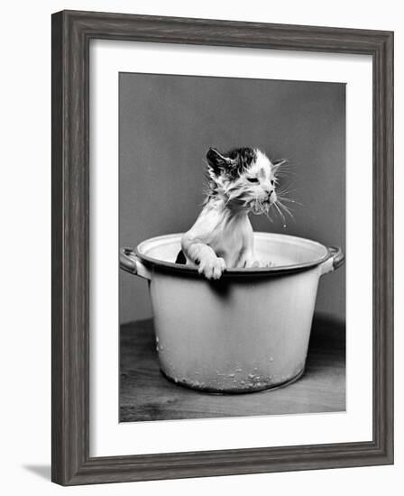 Kitten Emerging from Pot of Milk after Falling into It-Nina Leen-Framed Photographic Print