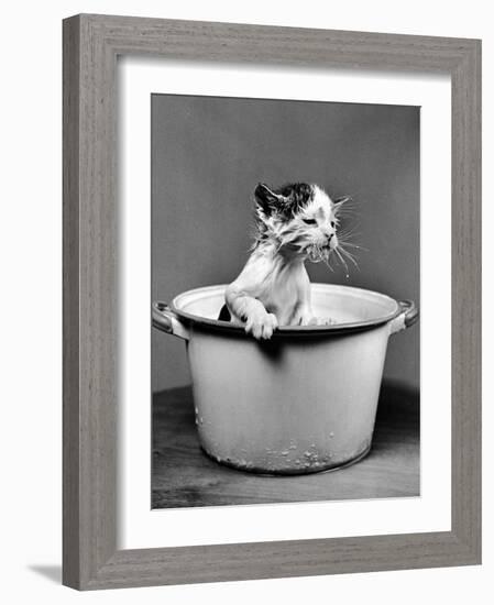 Kitten Emerging from Pot of Milk after Falling into It-Nina Leen-Framed Photographic Print