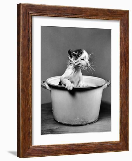 Kitten Emerging from Pot of Milk after Falling into It-Nina Leen-Framed Photographic Print