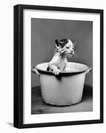 Kitten Emerging from Pot of Milk after Falling into It-Nina Leen-Framed Photographic Print