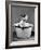 Kitten Emerging from Pot of Milk after Falling into It-Nina Leen-Framed Photographic Print