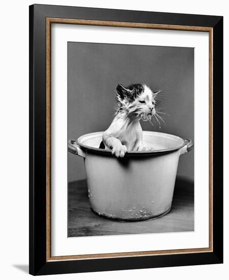 Kitten Emerging from Pot of Milk after Falling into It-Nina Leen-Framed Photographic Print