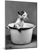 Kitten Emerging from Pot of Milk after Falling into It-Nina Leen-Mounted Photographic Print