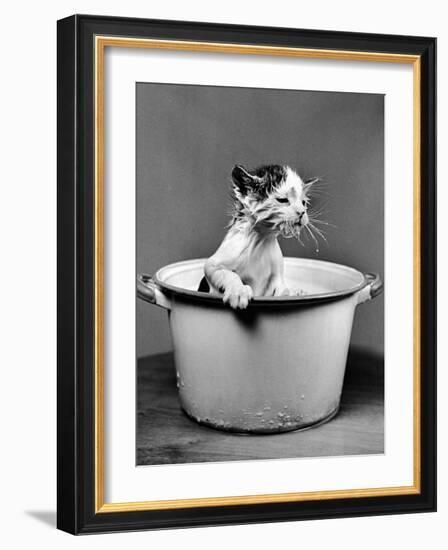 Kitten Emerging from Pot of Milk after Falling into It-Nina Leen-Framed Photographic Print