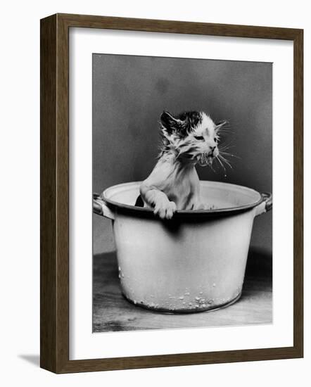 Kitten Emerging from Pot of Milk-Nina Leen-Framed Photographic Print