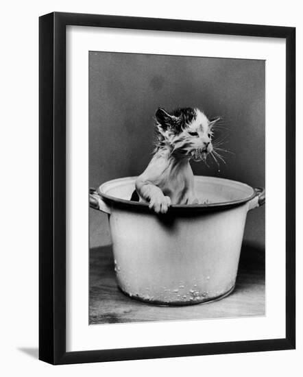 Kitten Emerging from Pot of Milk-Nina Leen-Framed Photographic Print