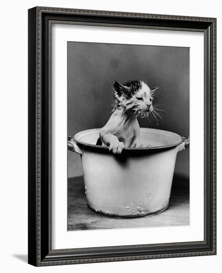 Kitten Emerging from Pot of Milk-Nina Leen-Framed Photographic Print