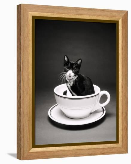 Kitten in a Teacup-Robert Essel-Framed Premier Image Canvas