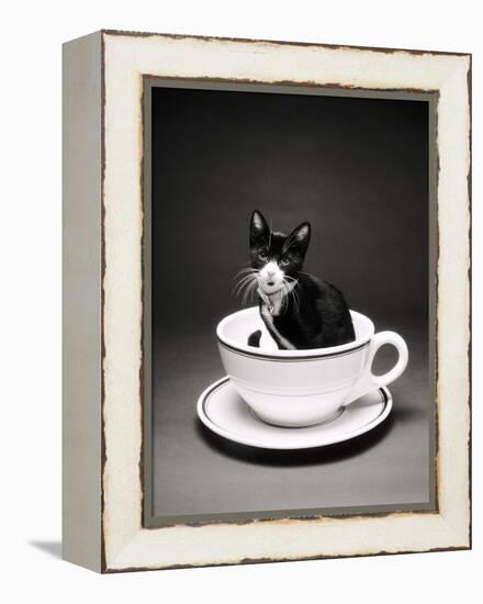 Kitten in a Teacup-Robert Essel-Framed Premier Image Canvas