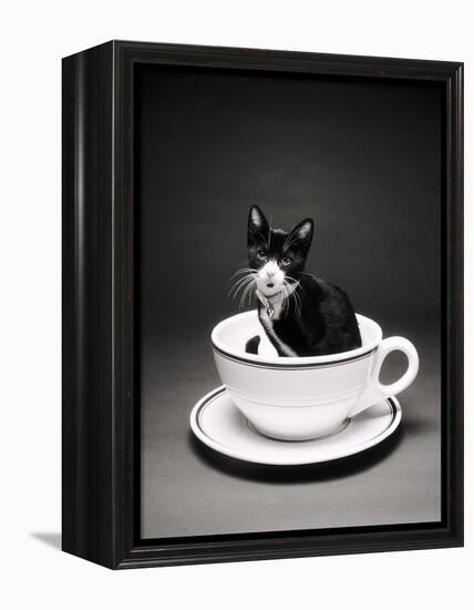 Kitten in a Teacup-Robert Essel-Framed Premier Image Canvas