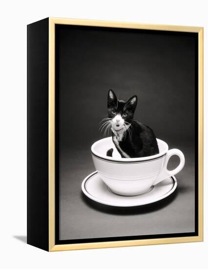 Kitten in a Teacup-Robert Essel-Framed Premier Image Canvas