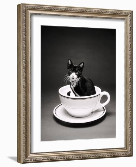 Kitten in a Teacup-Robert Essel-Framed Photographic Print