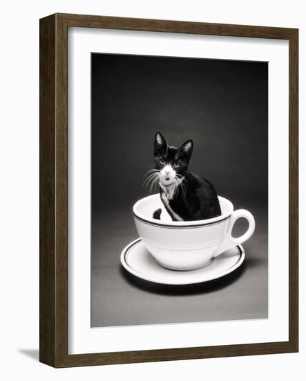 Kitten in a Teacup-Robert Essel-Framed Photographic Print