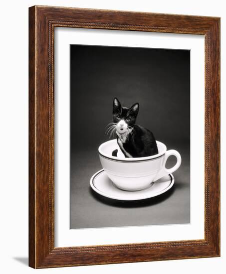 Kitten in a Teacup-Robert Essel-Framed Photographic Print