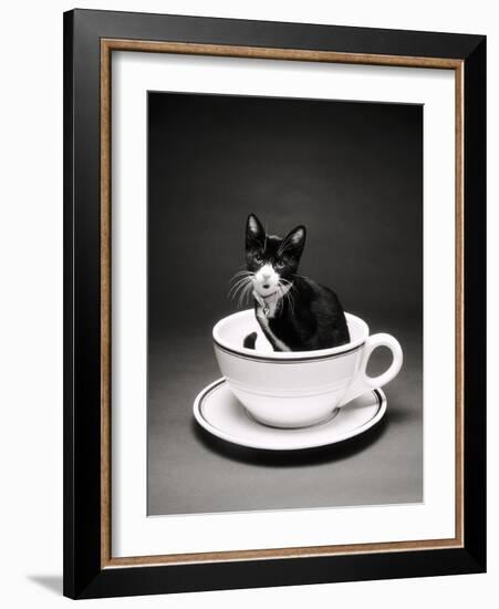 Kitten in a Teacup-Robert Essel-Framed Photographic Print