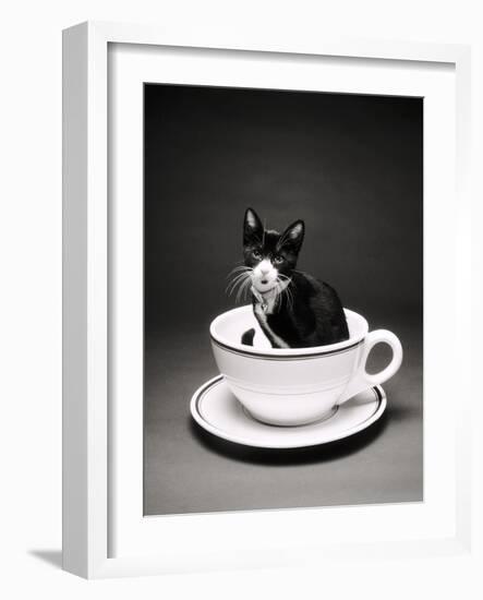 Kitten in a Teacup-Robert Essel-Framed Photographic Print