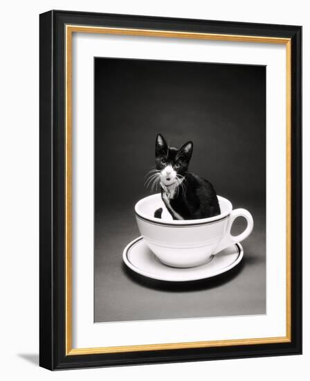 Kitten in a Teacup-Robert Essel-Framed Photographic Print