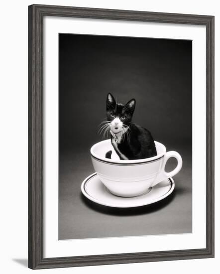 Kitten in a Teacup-Robert Essel-Framed Photographic Print