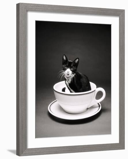 Kitten in a Teacup-Robert Essel-Framed Photographic Print