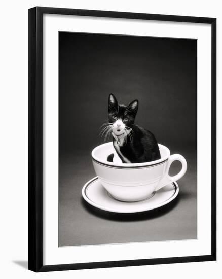 Kitten in a Teacup-Robert Essel-Framed Photographic Print