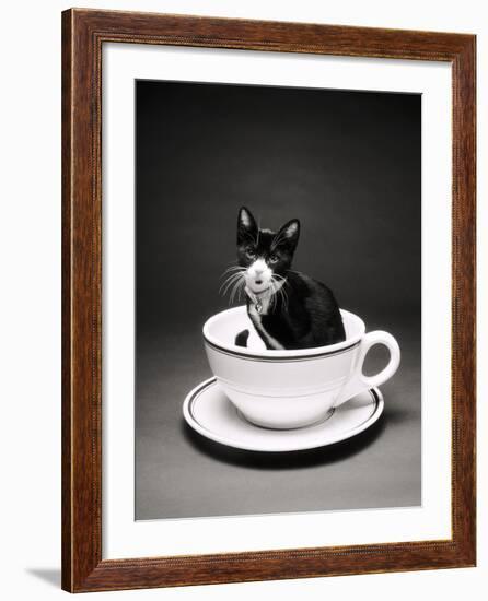 Kitten in a Teacup-Robert Essel-Framed Photographic Print