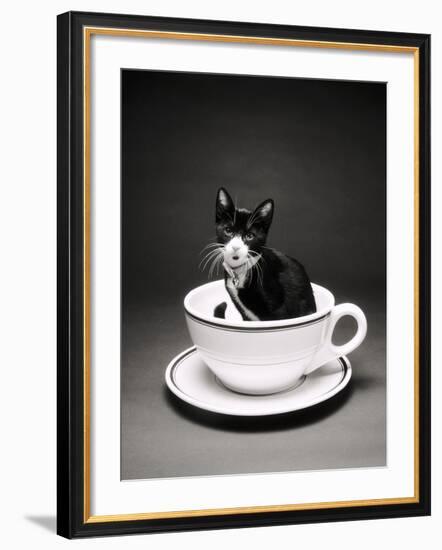 Kitten in a Teacup-Robert Essel-Framed Photographic Print