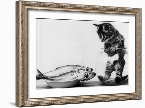 Kitten in an Aquarium Looking at Fishes in a Plate, June 26, 1972-null-Framed Photo