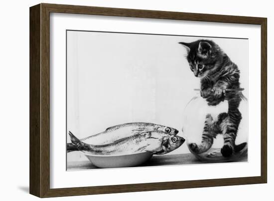 Kitten in an Aquarium Looking at Fishes in a Plate, June 26, 1972-null-Framed Photo