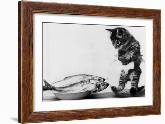 Kitten in an Aquarium Looking at Fishes in a Plate, June 26, 1972-null-Framed Photo