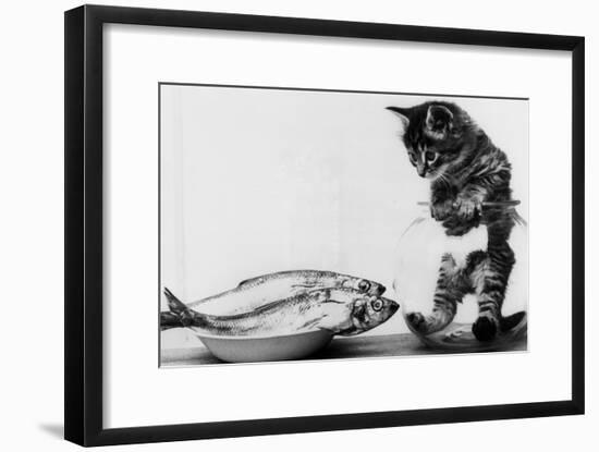 Kitten in an Aquarium Looking at Fishes in a Plate, June 26, 1972-null-Framed Photo