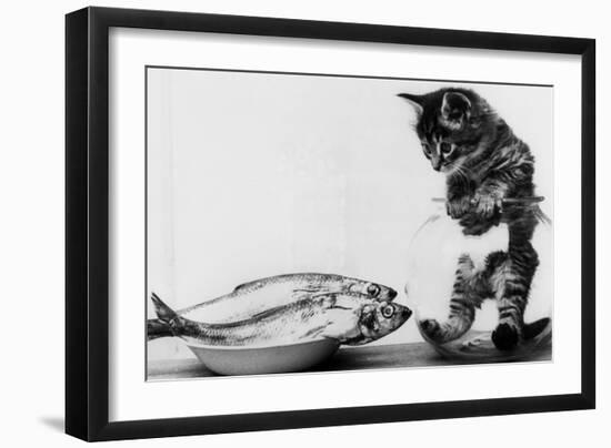 Kitten in an Aquarium Looking at Fishes in a Plate, June 26, 1972-null-Framed Photo