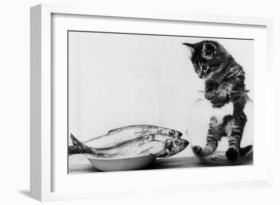 Kitten in an Aquarium Looking at Fishes in a Plate, June 26, 1972-null-Framed Photo