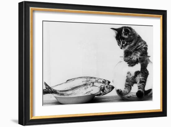 Kitten in an Aquarium Looking at Fishes in a Plate, June 26, 1972-null-Framed Photo