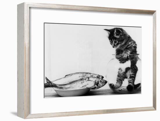 Kitten in an Aquarium Looking at Fishes in a Plate, June 26, 1972-null-Framed Photo