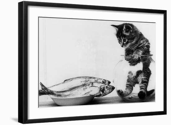 Photo, , large