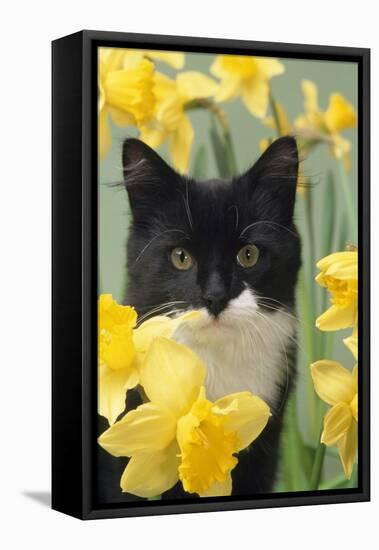 Kitten in Daffodils-null-Framed Premier Image Canvas