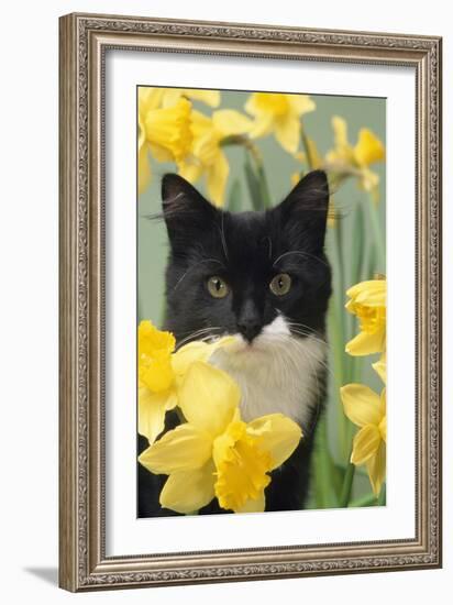 Kitten in Daffodils-null-Framed Photographic Print